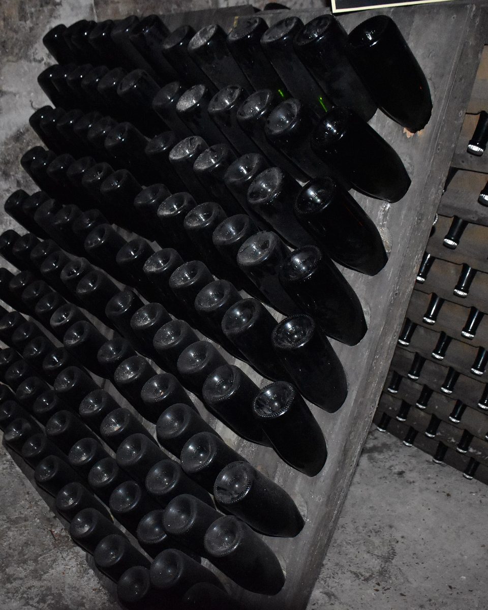 Champagne bottles resting on riddling racks in a chalk cellar